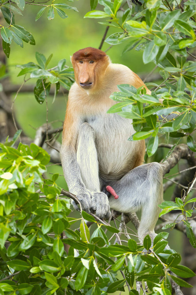 Proboscis monkey (Nasalis larvatus) or long-nosed monkey, known as the bekantan in Indonesia, is a reddish-brown arboreal Old World monkey with an unusually large nose. It is endemic to the southeast Asian island of Borneo.  - Photo, Image