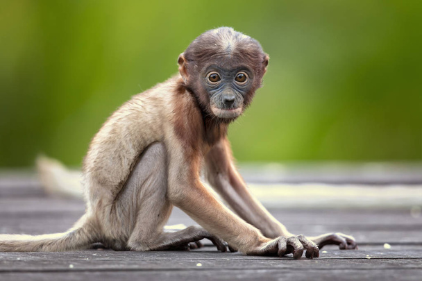 Małpa trąba (nasalis larvatus) lub długo-nosed małpa, znany jako bekantan w Indonezji, jest Czerwonobrązowy arborealny Stary Świat małpa z niezwykle dużym nosem. Jest endemiczny na południowo-wschodniej Azji wyspy Borneo.  - Zdjęcie, obraz