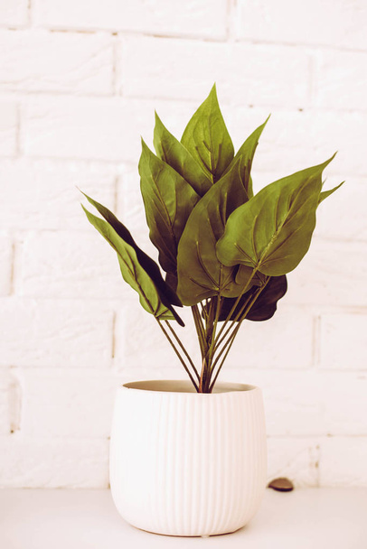 Зеленое растение на фоне белой кирпичной стены
 - Фото, изображение