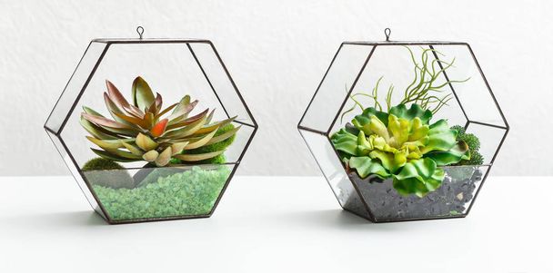Succulent plants in two florariums - Zdjęcie, obraz