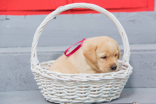 Mały szczeniak Labrador siedzi w Wiklinowy kosz. Pies jest jasnobrązowy w kolorze. Zwierzęta Labrador. - Zdjęcie, obraz