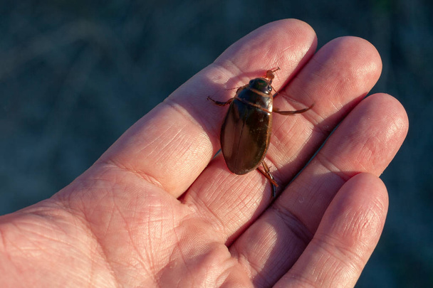 One predatory diving beetle (Dytiscidae) in entomologis hand, cl - Photo, Image