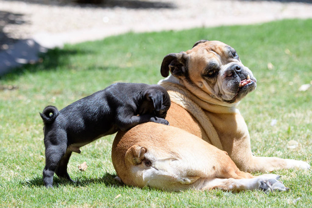 Pequeño cachorro de pug trepando en un bulldog en la hierba
 - Foto, imagen
