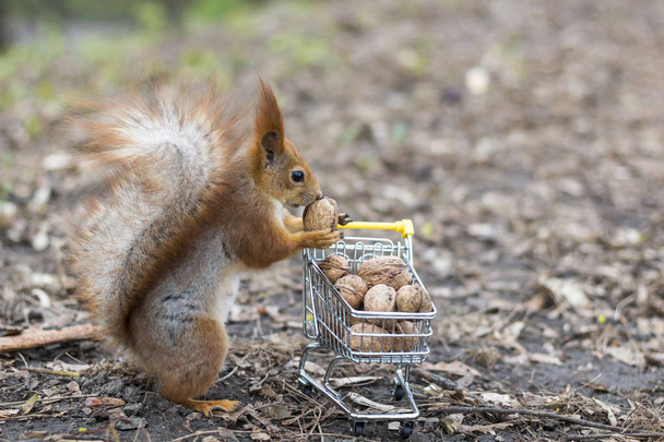 Vörös mókus bevásárlókocsival - Fotó, kép