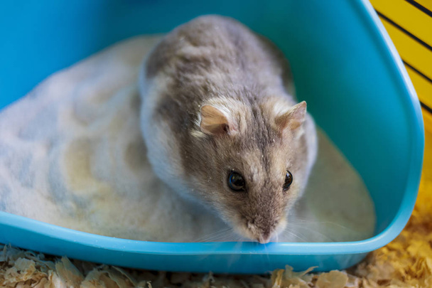Hamster in seinem Käfig sitzt in seinem Sandkasten - Foto, Bild
