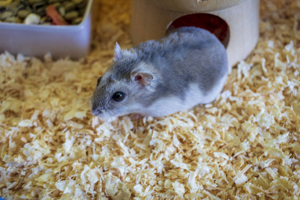 Hamster inside his cage walking on sawdust - Photo, Image