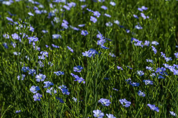 Flax blossoms. Green flax field in summer. Sunny day. Agriculture, flax cultivation. Selective focus. Field of many flowering plants (linum usitatissimum). Linum blooms - Photo, Image
