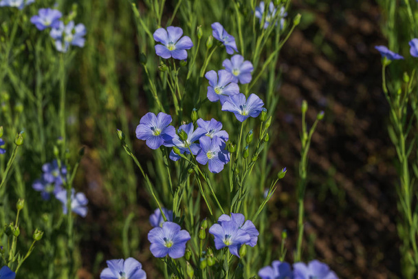 Flax blossoms. Green flax field in summer. Sunny day. Agriculture, flax cultivation. Selective focus. Field of many flowering plants (linum usitatissimum). Linum blooms - Photo, Image