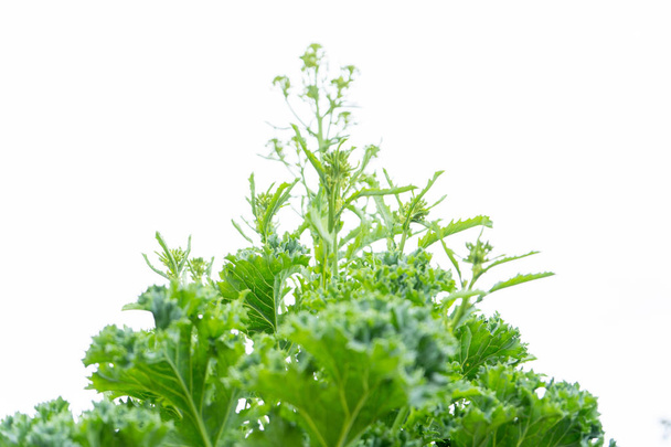 Kale kétéves zöldségnövény csavarva virágokkal, amelyek mintegy alkotnak, egy fehér, elszigetelt háttér, felnézett. - Fotó, kép