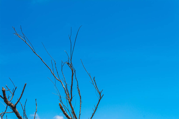 Isolated plant branch under blue sky - Φωτογραφία, εικόνα