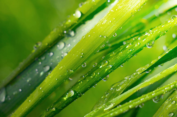 Green grass in nature with raindrops - Foto, immagini