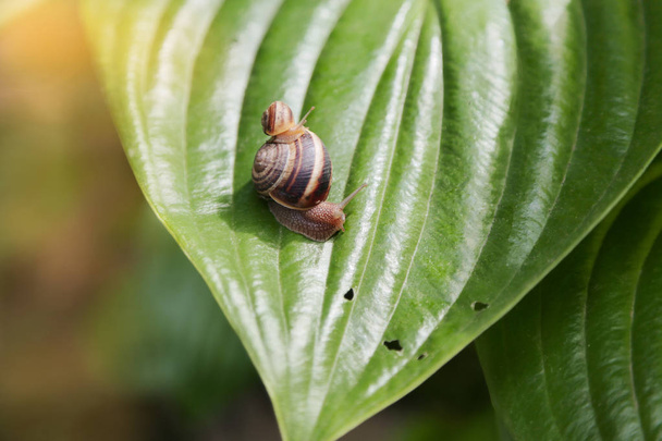 Escargots de jardin assis sur des feuilles avec des trous dans le jardin, mangés par les parasites
 . - Photo, image