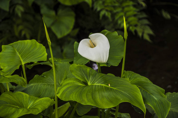 Калья лілія, красиві білі кальянові лілії, що цвітуть в саду, Арумська лілія, Золота калья
 - Фото, зображення