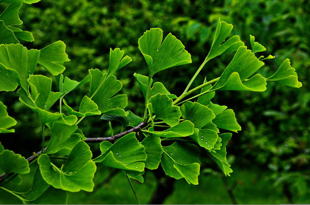 Green branch of a ginkgo. - Photo, Image