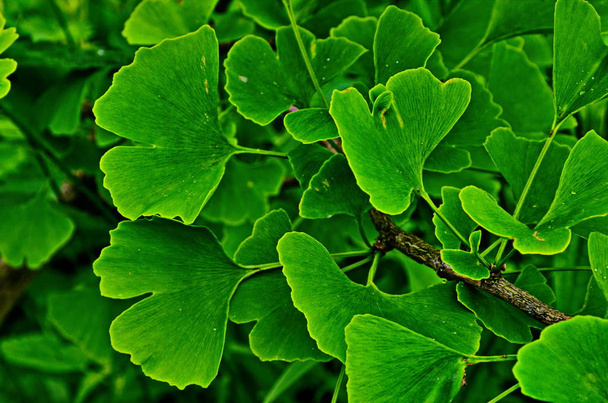 Green branch of a ginkgo. - Photo, Image