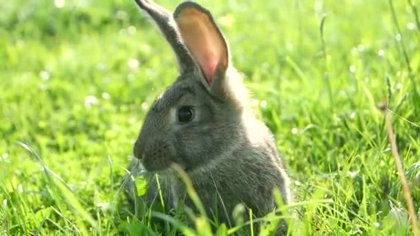 Взрослый кролик в зеленой траве, маленький кролик на траве - Кадры, видео