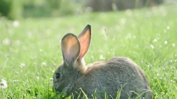 Conejo gris en hierba verde, hermoso conejo lindo en un prado verde de verano. Caminar a pie por la naturaleza en la hierba. - Metraje, vídeo