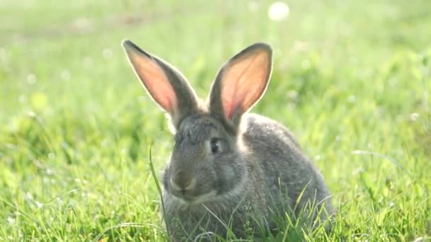 緑の芝生の上で灰色のウサギ、緑の夏の牧草地で美しいかわいいウサギ。草の中の自然を歩く. - 映像、動画