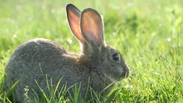 緑の芝生の上で灰色のウサギ、緑の夏の牧草地で美しいかわいいウサギ。草の中の自然を歩く. - 映像、動画