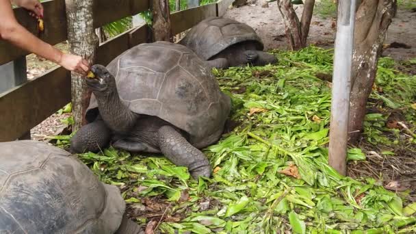 Women feeding giant tortoise - Footage, Video