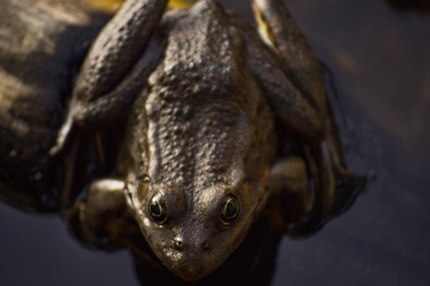 One big brown toad sits on a log in the water of a pond among grass and algae. Frog smiles. - Foto, afbeelding