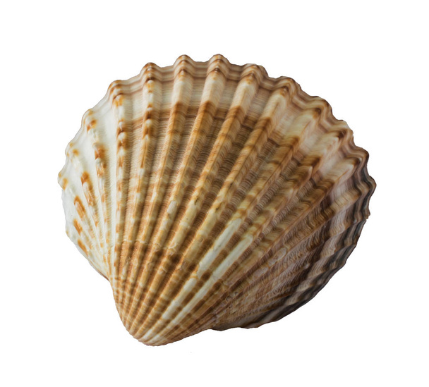 Sea shell geïsoleerd op een witte achtergrond close-up. - Foto, afbeelding
