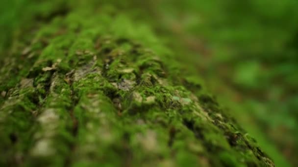Primer plano de musgo verde fresco en el árbol. La cámara vuela sobre el musgo. Imágenes macro de 4k
. - Metraje, vídeo