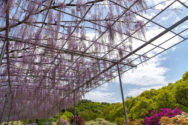 美しい満開の紫の巨大な奇跡の花のトレリス。栃木県足利フラワーパークの大藤まつり - 写真・画像