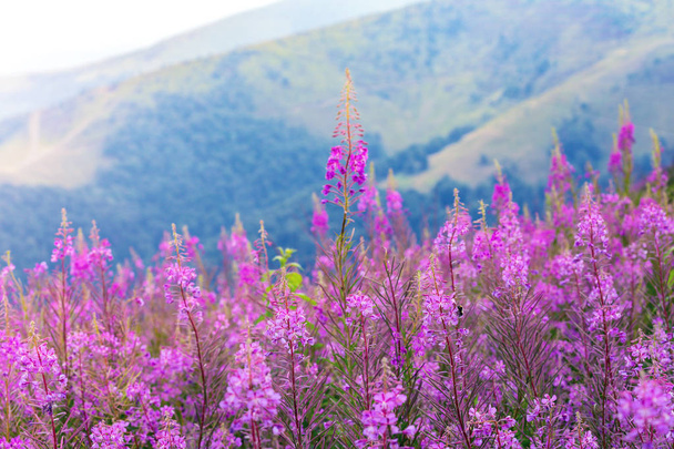 bloemen op de bergen  - Foto, afbeelding
