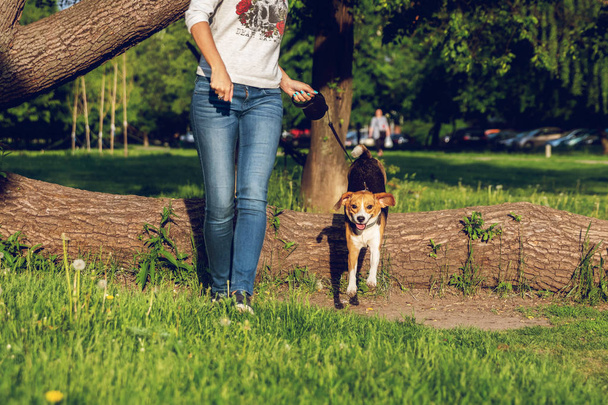 Girl running with her cute female beagle dog in the park at summer time. Lifestyle photo. - Photo, image