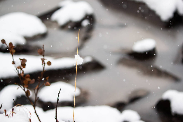 Sucha trawa pod śniegiem na brzegu rzeki zimą - Zdjęcie, obraz