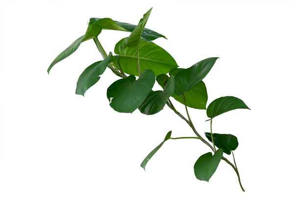つる植物、白い背景に分離されたツタの植物、クリッピングp - 写真・画像