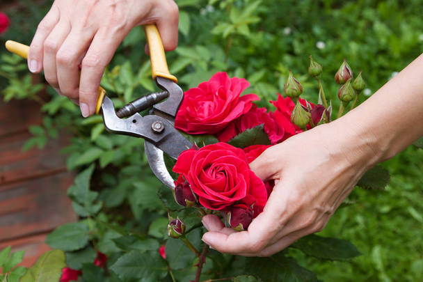 Red rose cutting - Fotó, kép