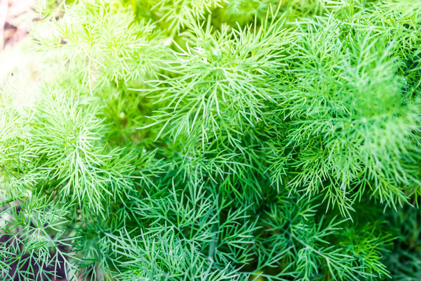 Green leaves of dill grow from ground in garden - Foto, Bild