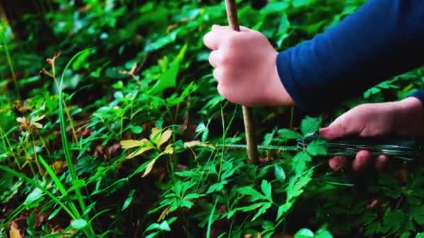 Manos de niña o niño usando un cuchillo suizo, aserrando un trozo de madera en el bosque, nadie
 - Metraje, vídeo