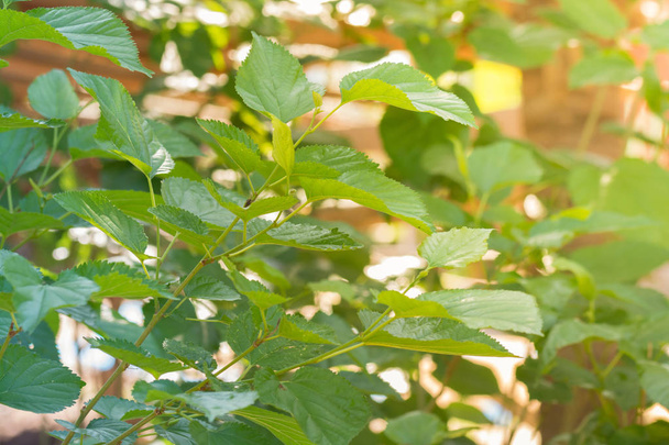 Листя евкаліпта. гілка евкаліптового дерева фон природи
 - Фото, зображення
