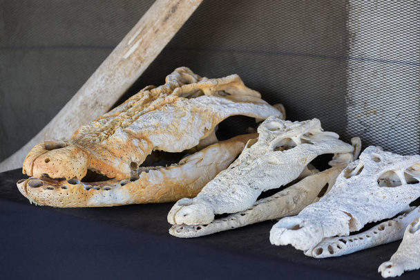Krokodyle czaszki na wyświetlaczu - Zdjęcie, obraz