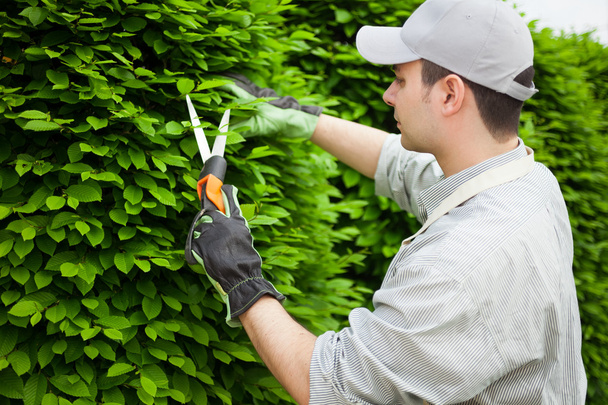 Gardener pruning an hedge - Φωτογραφία, εικόνα