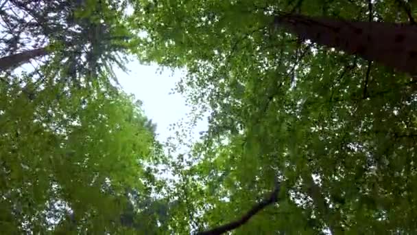 Δάσος θόλο την άνοιξη, ο ήλιος λάμπει απαλά μέσα από τα πράσινα κλαδιά, μοναξιά και γαλήνια σκηνή, φύση έννοια - Πλάνα, βίντεο