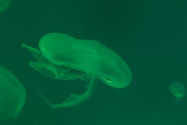 Close-up Jellyfish, Medusa in fish tank with neon light. Jellyfi - Photo, Image