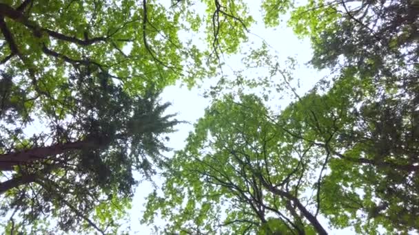 Waldkronen im Frühling, die Sonne scheint sanft durch die grünen Zweige, Einsamkeit und Stille, Naturkonzept - Filmmaterial, Video