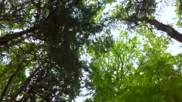 Bos luifel in de lente, de zon zachtjes schijnt door de groene takken, eenzaamheid en rustige scène, natuur concept - Video
