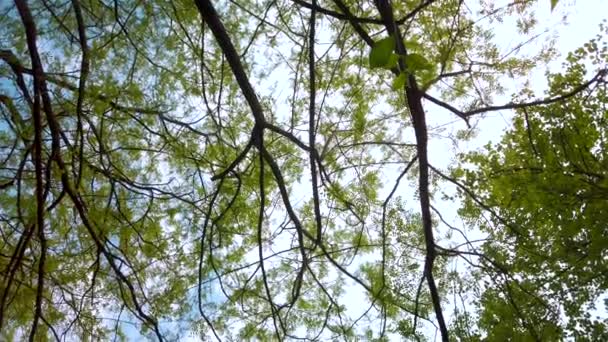 Erdei lombkorona tavasszal, a nap finoman besütött a zöld ágak, a magány és a nyugodt jelenet, a természet fogalma - Felvétel, videó