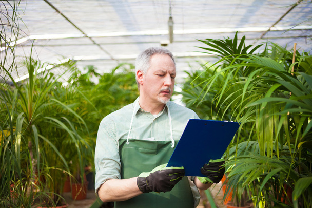 Gardener examining plants in a greenhouse - Фото, изображение