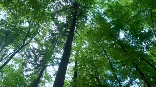 春の森の天蓋、緑の枝を通して優しく輝く太陽、孤独と静かなシーン、自然の概念 - 映像、動画