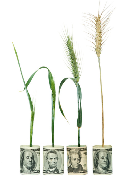 Plantes de blé poussant à partir de billets en dollars pliés
 - Photo, image