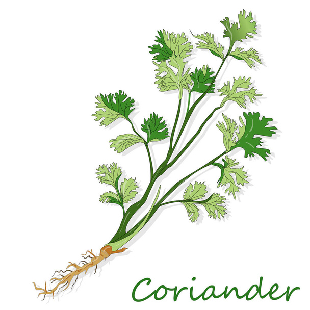 Čerstvý koriandr nebo koriandr bylina. Vektorové ilustrace izolované. - Vektor, obrázek