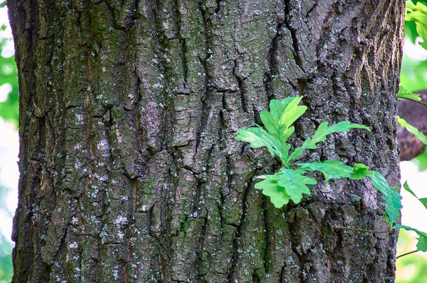 Vihreä ituja kasvaa puun kuori
 - Valokuva, kuva