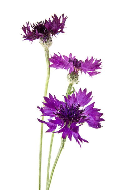 квіти Волошка ізольовані на білому тлі  - Фото, зображення