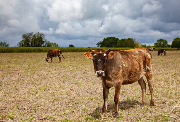 αγελάδες σε ένα χωράφι-υγιή ζώα φάρμας - Φωτογραφία, εικόνα